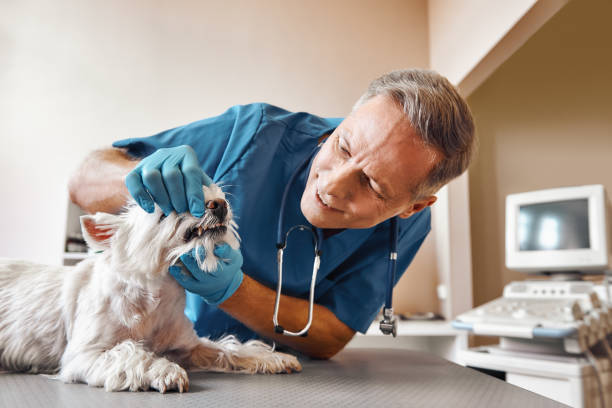 Best Same-Day Emergency Appointments in Lincoln, IL